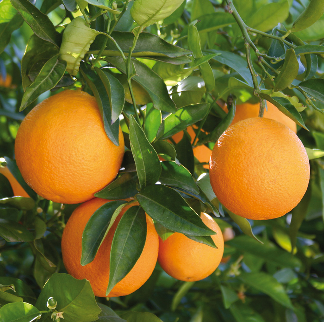naranjas-frases-miticas-en-la-cultura