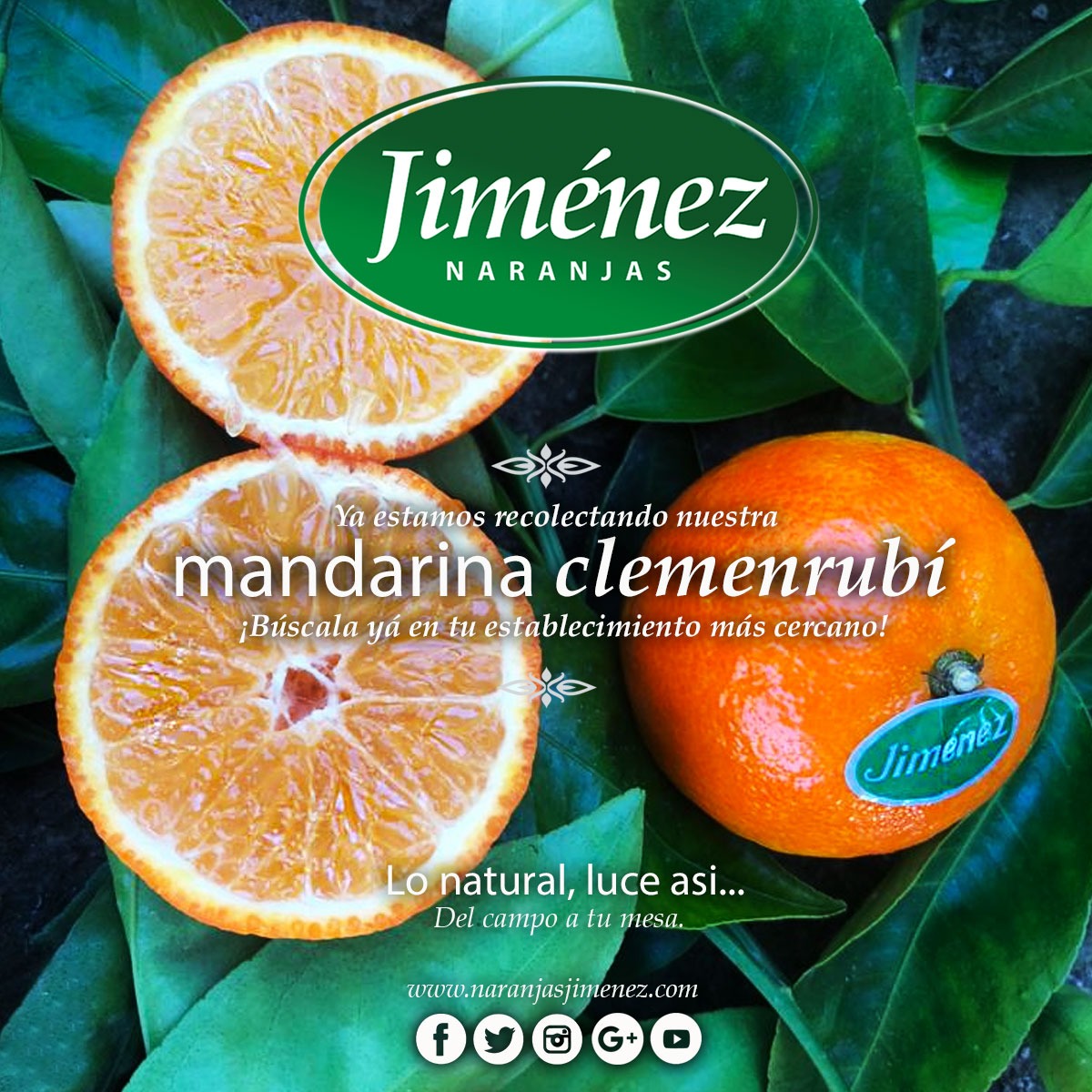 Naranjas Jimenez - Mandarinas ClemenRubi